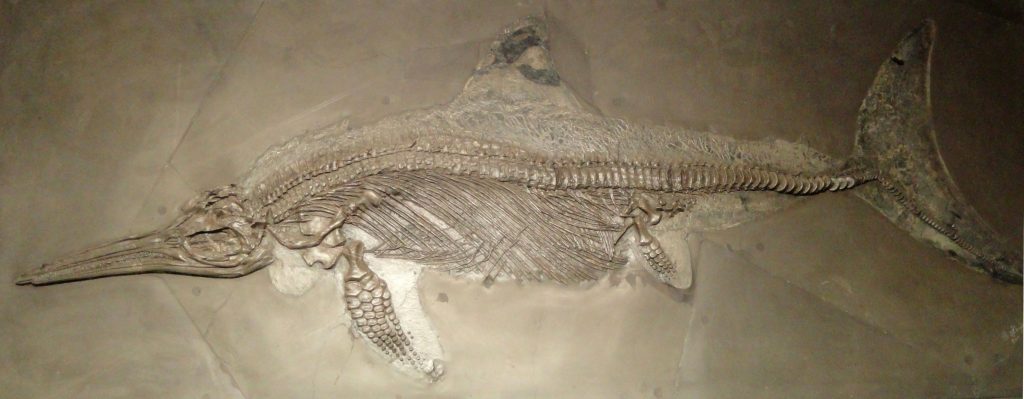 Ichthyosaur skeleton