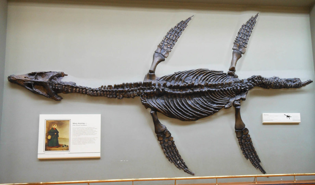 Mary-Anning-Pliosaurus at the Natural History Museum London